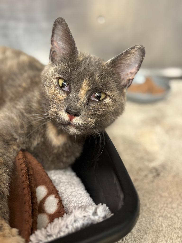 Cookie, Adoptable, Adult Female Domestic Short Hair.
