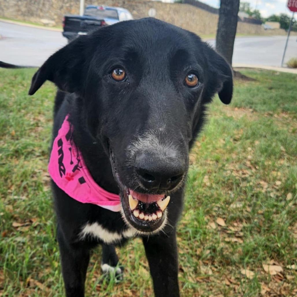 Kelly JuM, Young Female Black Labrador Retriever