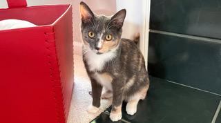 Enlarge Niki - sweetheart needs a feline playmate, a Adoptable Calico in Macomb, MI image 3/5