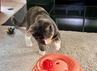 Enlarge Niki - sweetheart needs a feline playmate, a Adoptable Calico in Macomb, MI image 4/5
