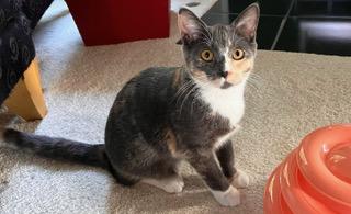 Niki - sweetheart needs a feline playmate, Adoptable, Kitten Female Calico.