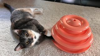 Enlarge Niki - sweetheart needs a feline playmate, a Adoptable Calico in Macomb, MI image 5/5