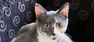 Enlarge Niki - sweetheart needs a feline playmate, a Adoptable Calico in Macomb, MI image 2/5