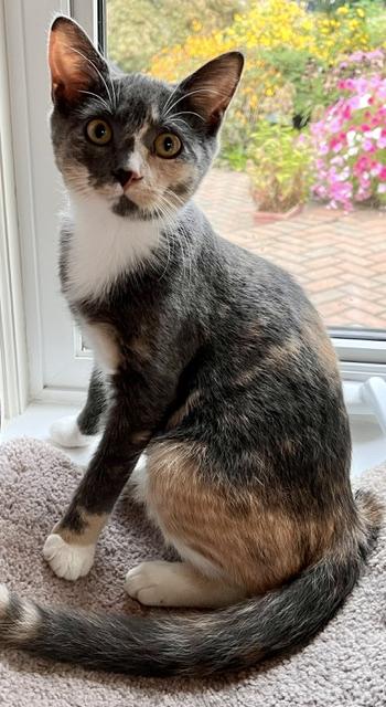 Enlarge Niki Sweetheart - needs a feline playmate, a Adoptable Calico in Macomb, MI image 1/1