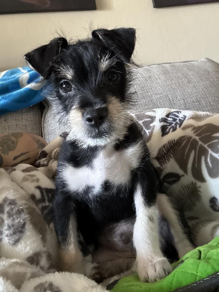 Gunther, Adopted, Puppy Male Schnauzer.