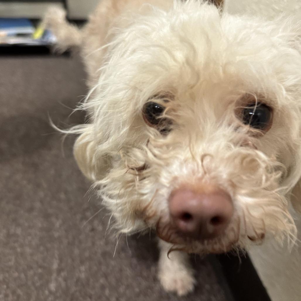 Opal C-34475, Adoptable, Adult Female Poodle.