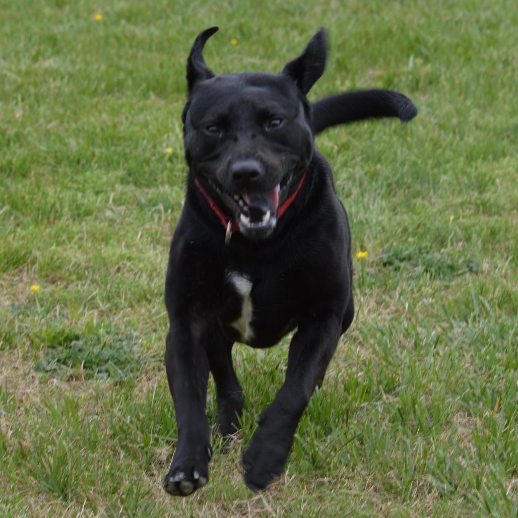 Ringo, Adoptable, Adult Male Black Labrador Retriever & Mixed Breed.