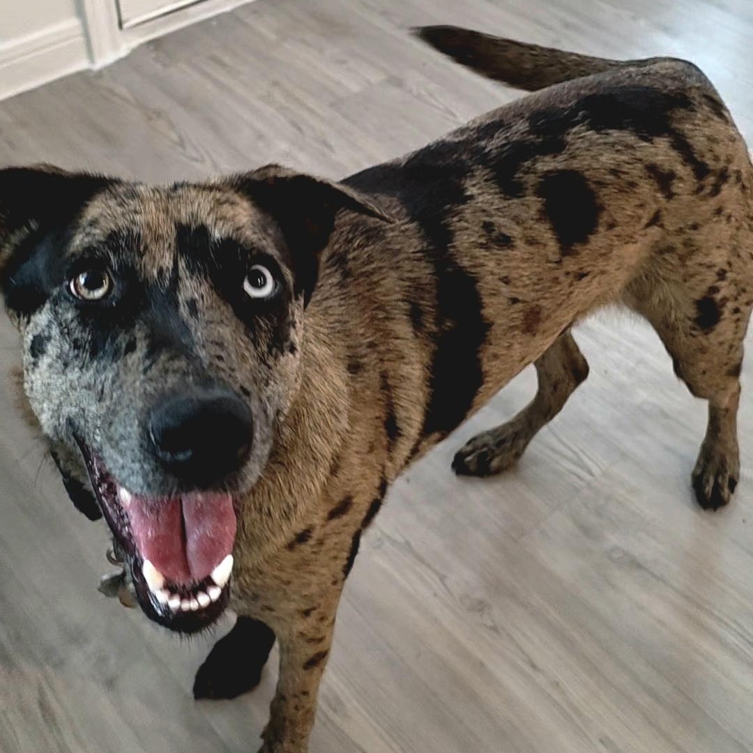 Scarlett — thumbnail 2