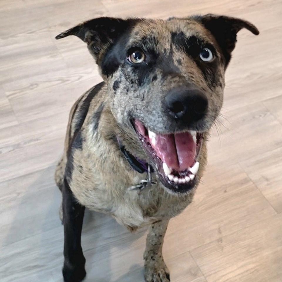 Scarlett — thumbnail 3