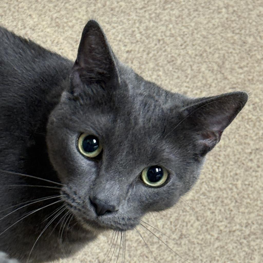 Enlarge Bud, a Adoptable mixed breed in Brenham, TX image 3/6