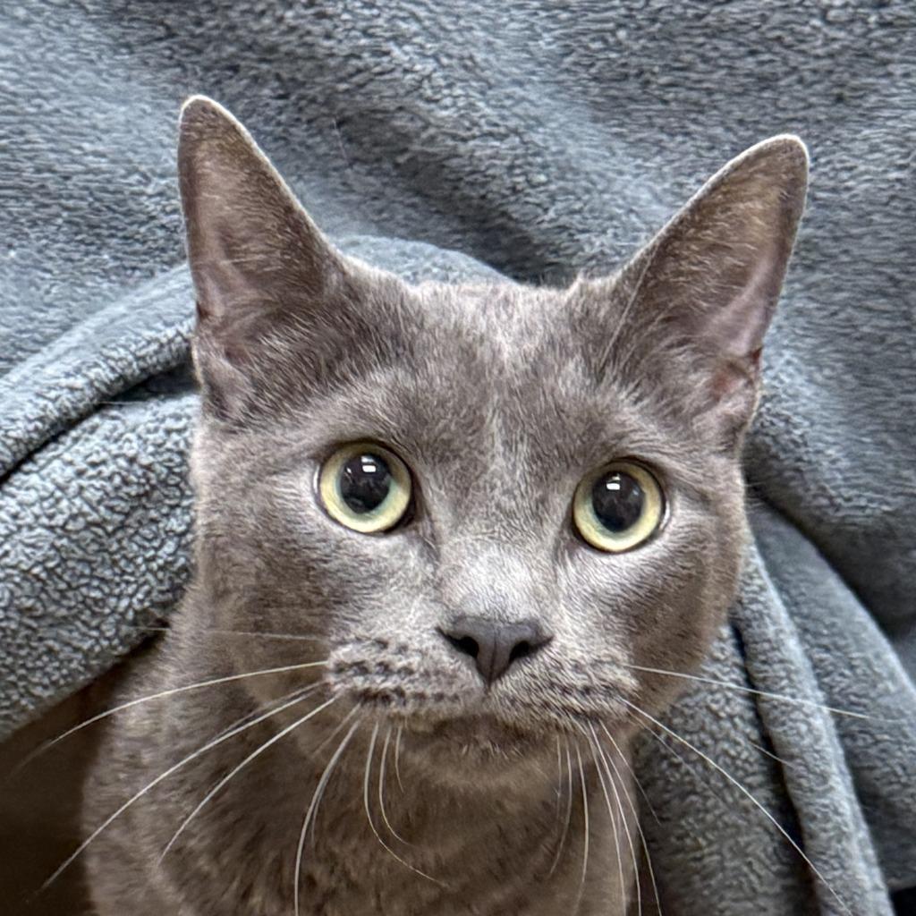 Bud, Adoptable, Adult Male Domestic Short Hair.