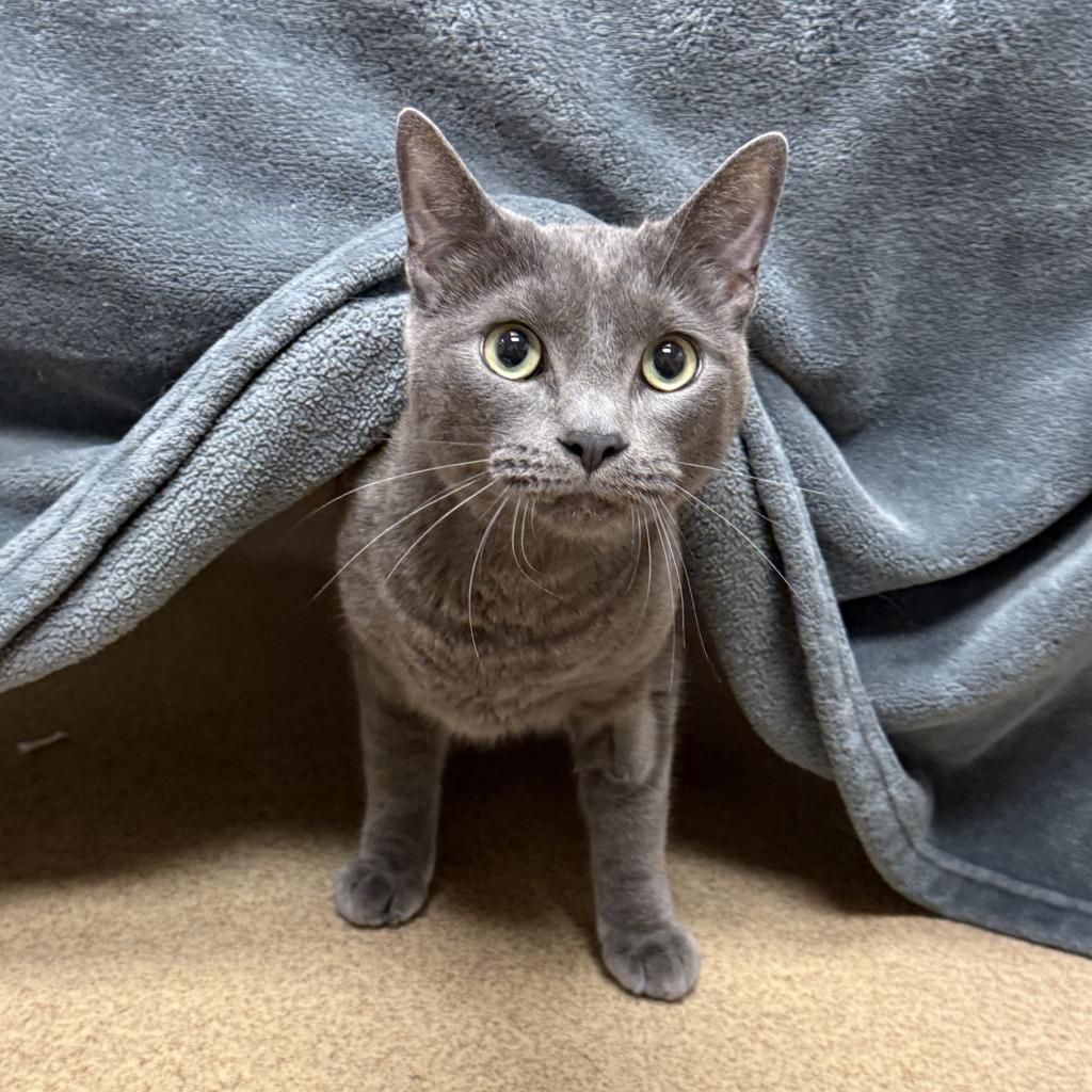 Enlarge Bud, a Adoptable mixed breed in Brenham, TX image 4/6