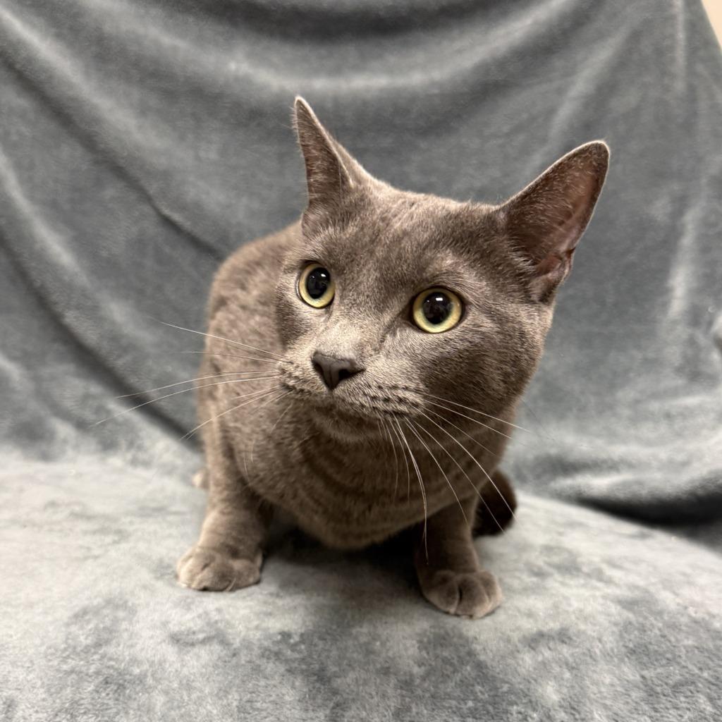 Enlarge Bud, a Adoptable mixed breed in Brenham, TX image 5/6