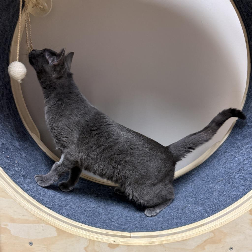 Enlarge Bud, a Adoptable mixed breed in Brenham, TX image 6/6