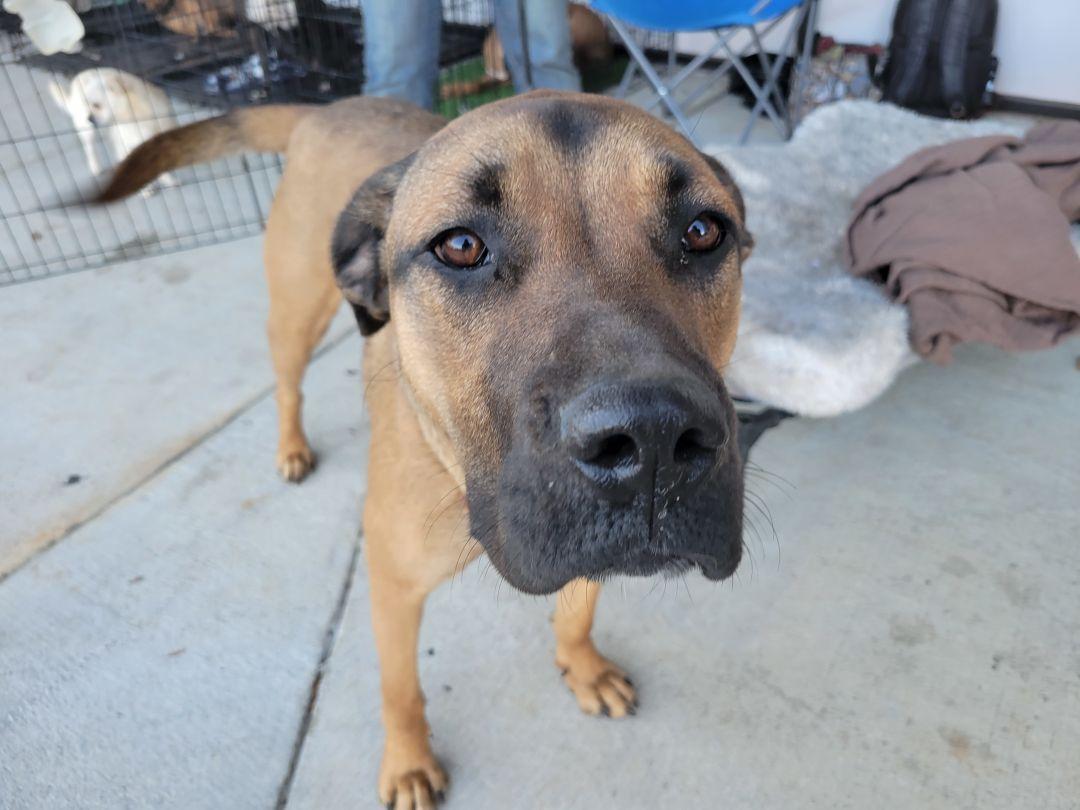 Enlarge Miranda, a Adoptable mixed breed in Toney, AL image 2/6