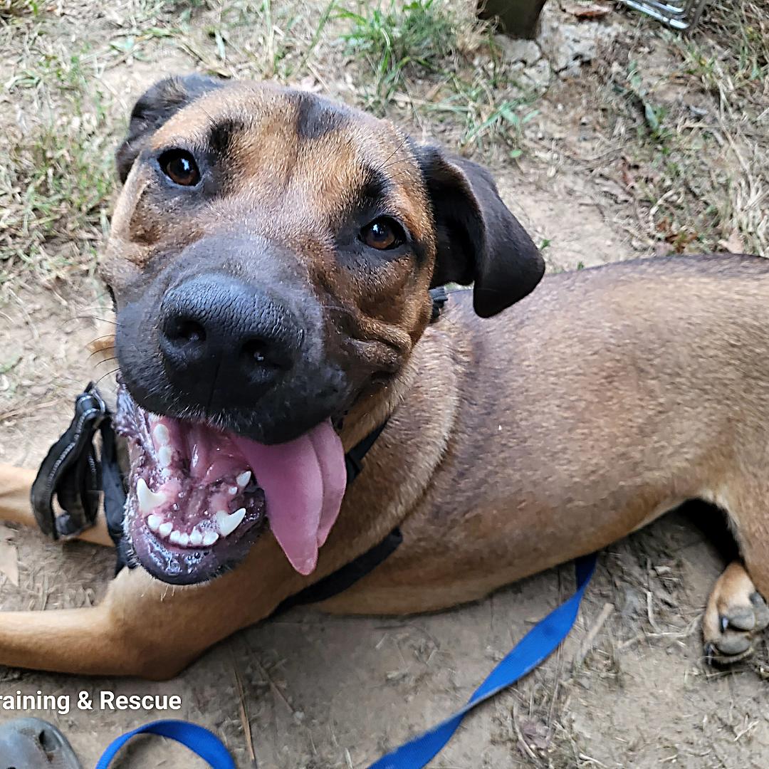 Enlarge Miranda, a Adoptable mixed breed in Toney, AL image 3/6