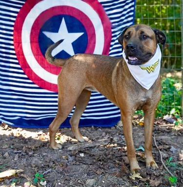 Enlarge Miranda, a Adoptable mixed breed in Toney, AL image 4/6