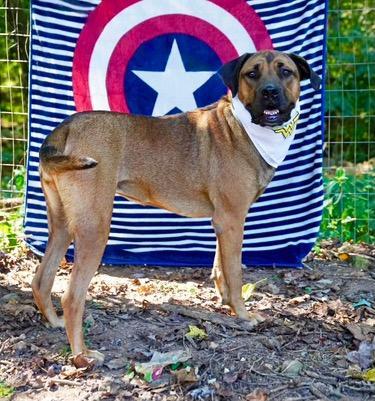 Enlarge Miranda, a Adoptable mixed breed in Toney, AL image 5/6