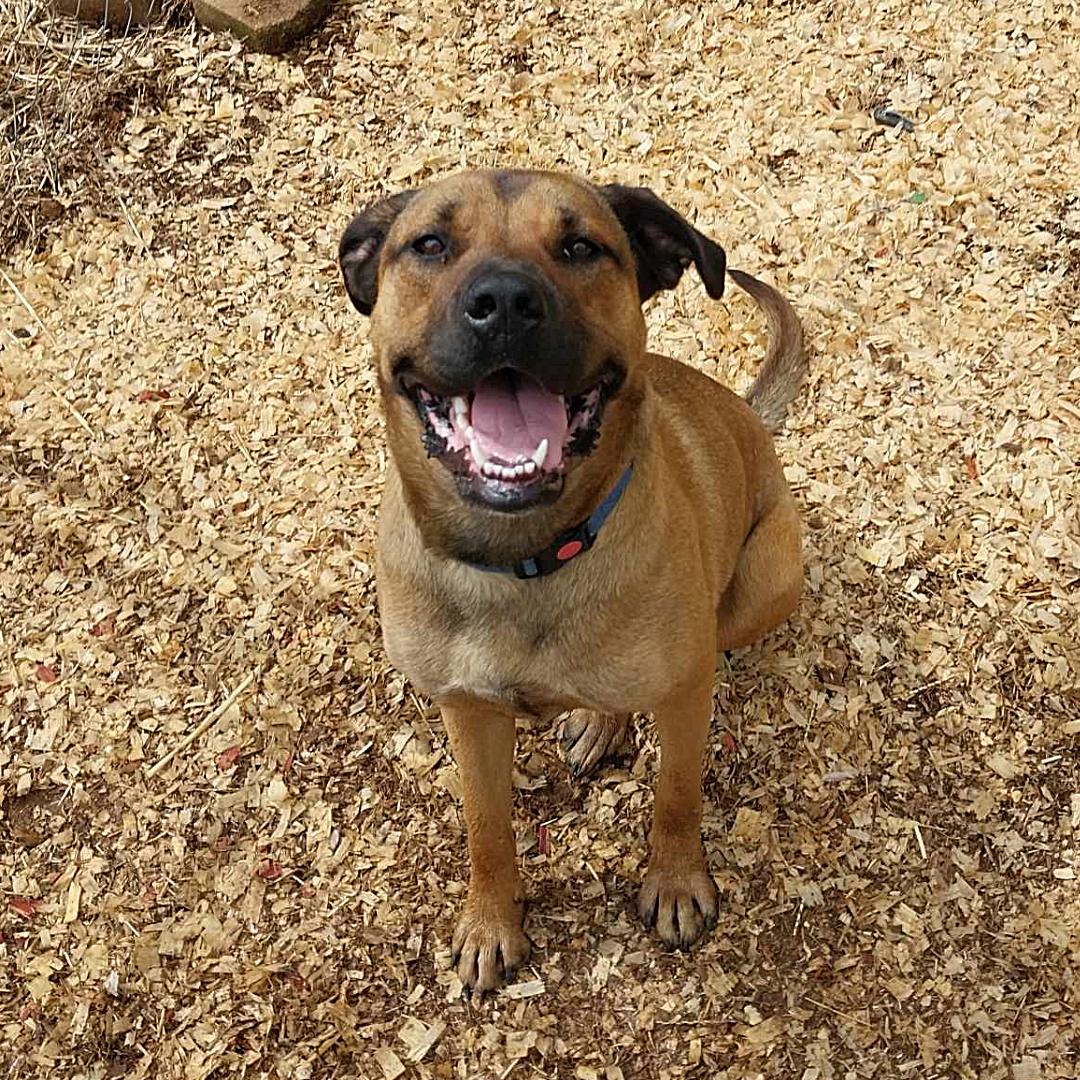 Enlarge Miranda, a Adoptable mixed breed in Toney, AL image 6/6