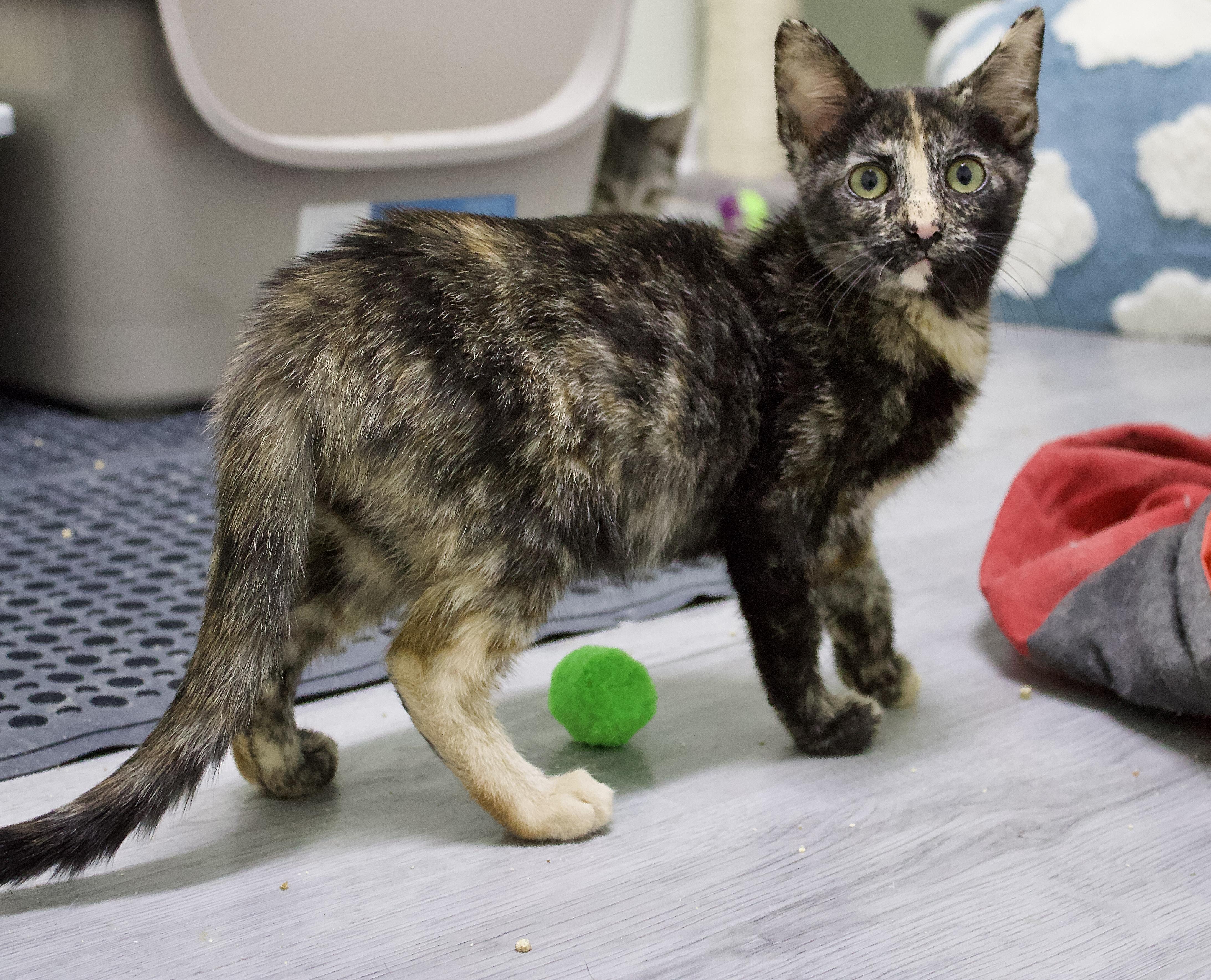 Samantha, a Adoptable Domestic Short Hair in Pleasantville, NJ image 1/3