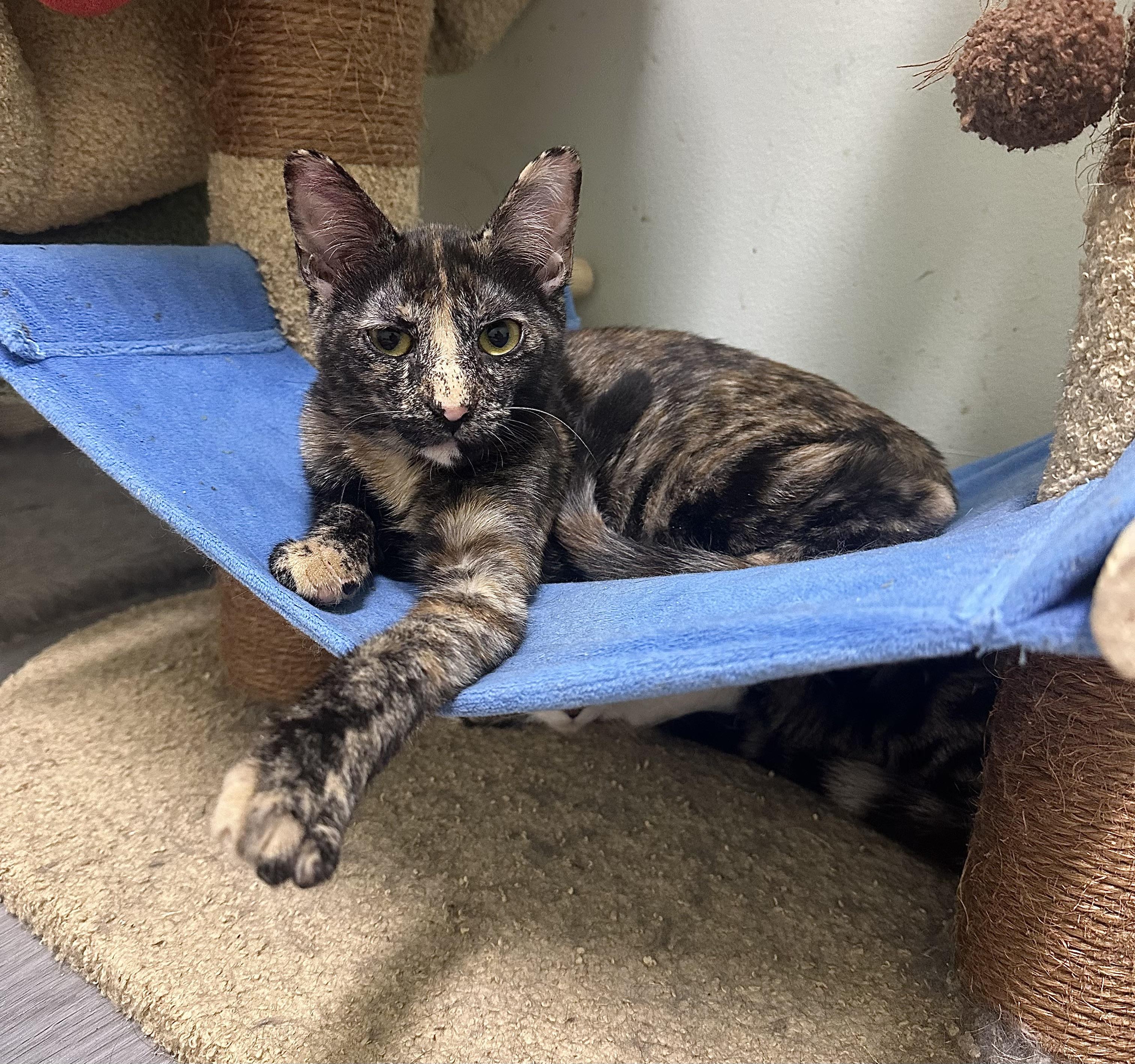 Samantha, Adoptable, Young Female Domestic Short Hair.