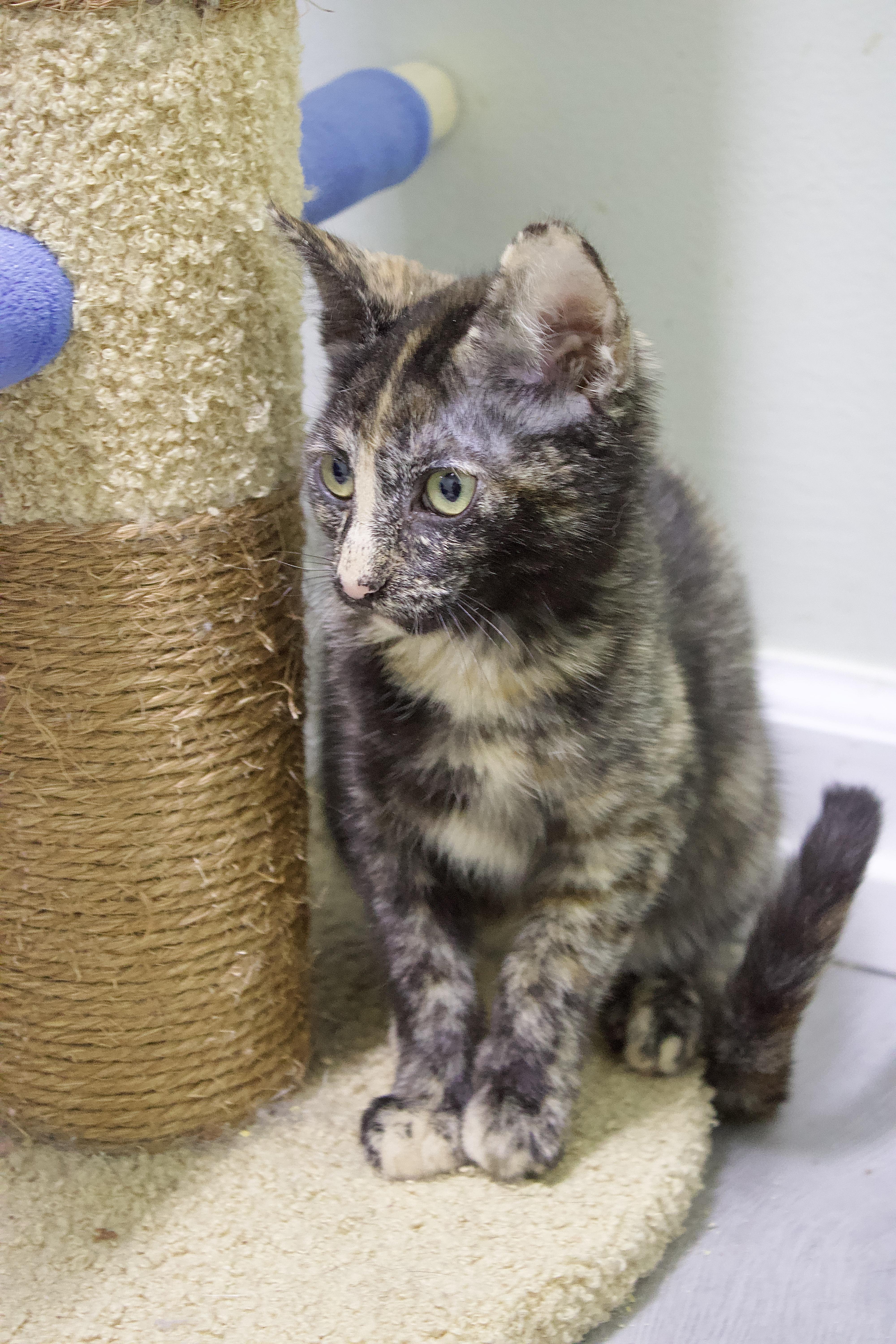 Samantha, a Adoptable Domestic Short Hair in Pleasantville, NJ image 2/3