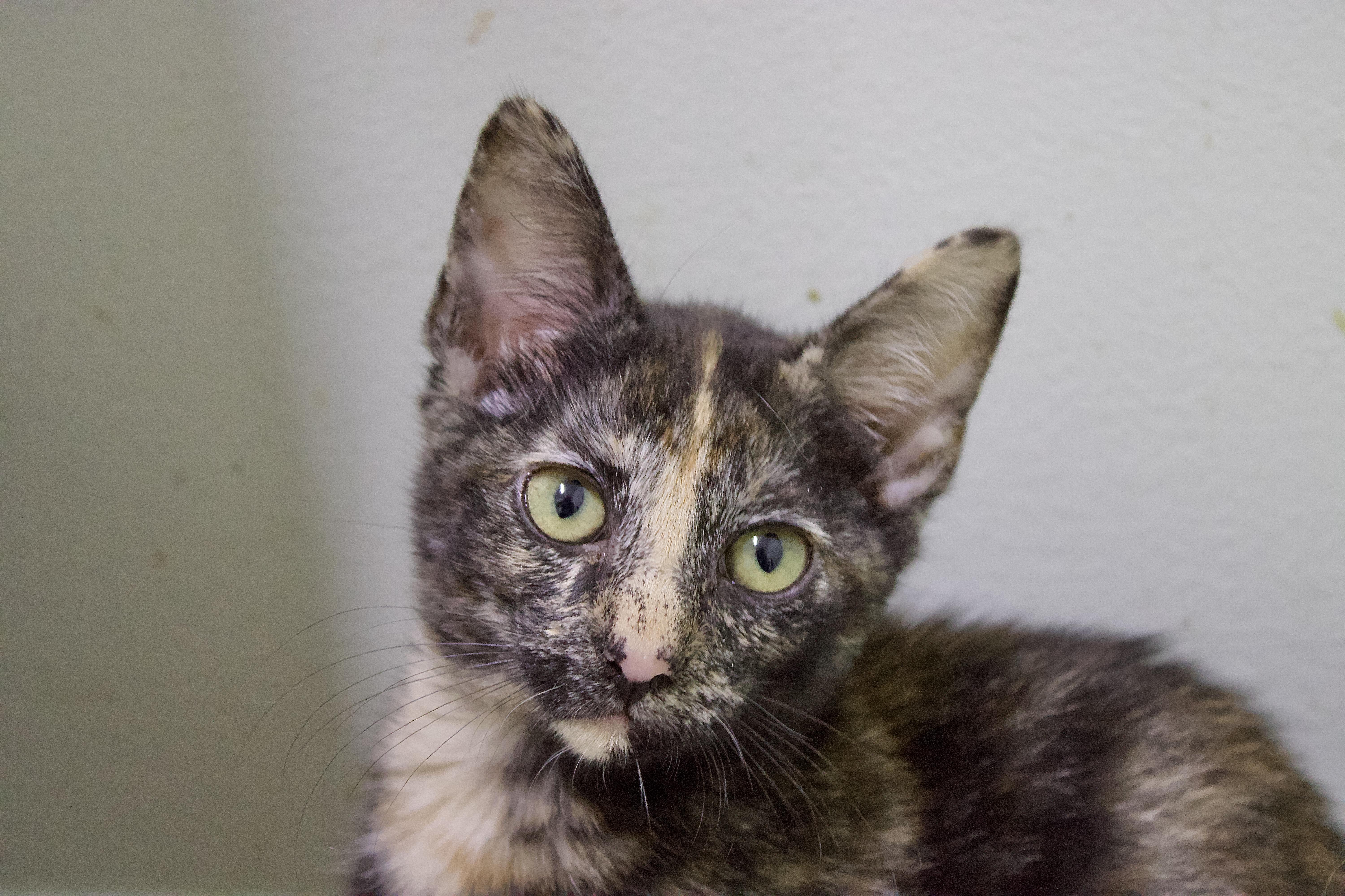 Samantha, a Adoptable Domestic Short Hair in Pleasantville, NJ image 3/3