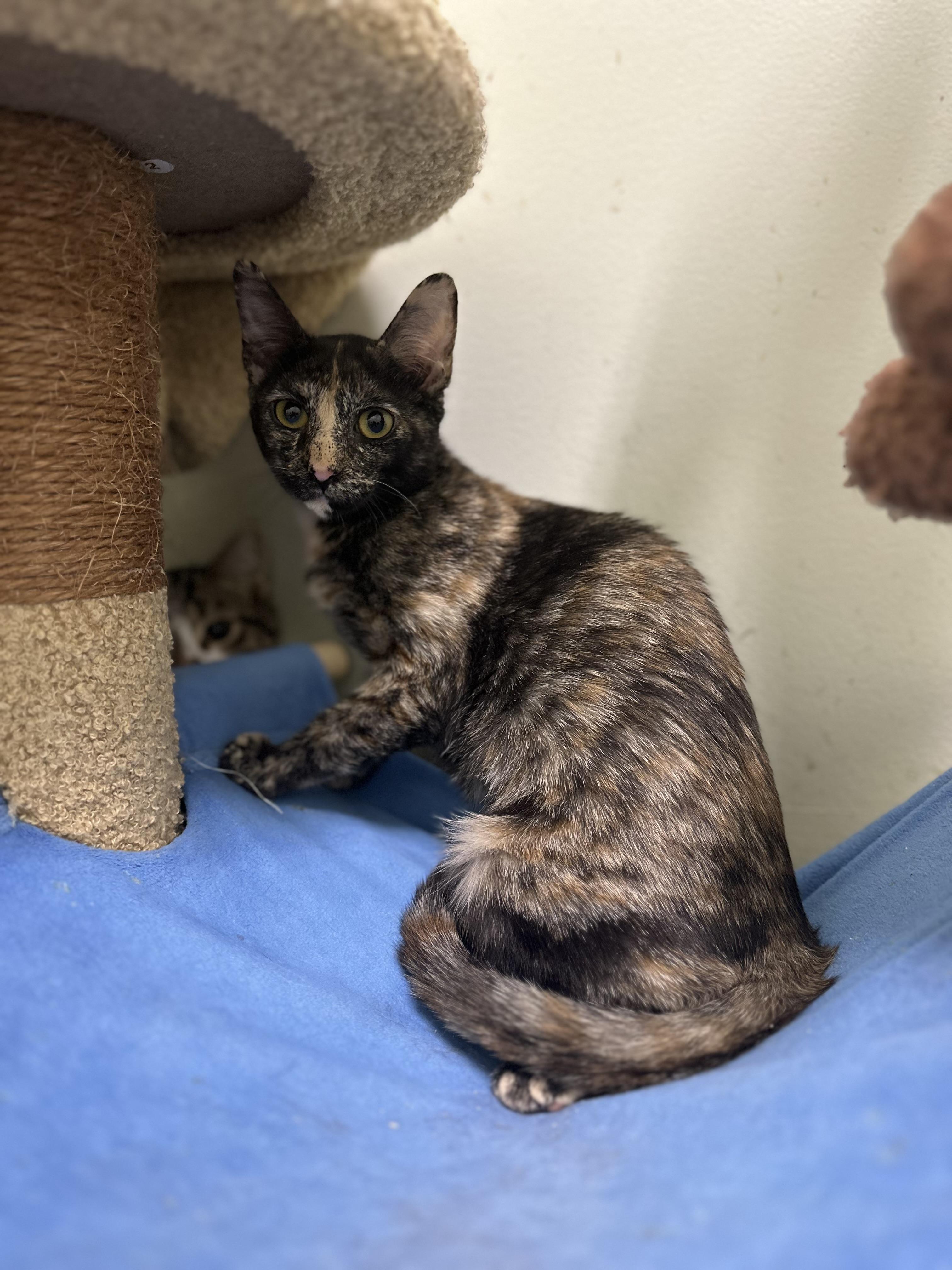 Enlarge Samantha, a Adoptable Domestic Short Hair in Pleasantville, NJ image 4/5