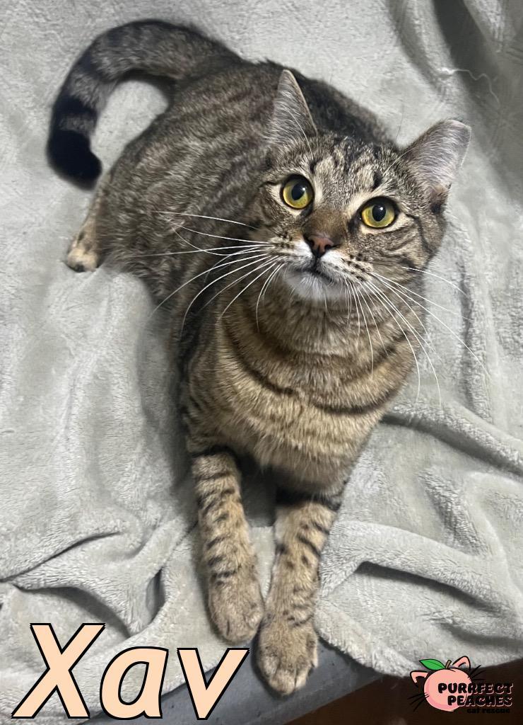 Xav, Adoptable, Young Male Domestic Short Hair.