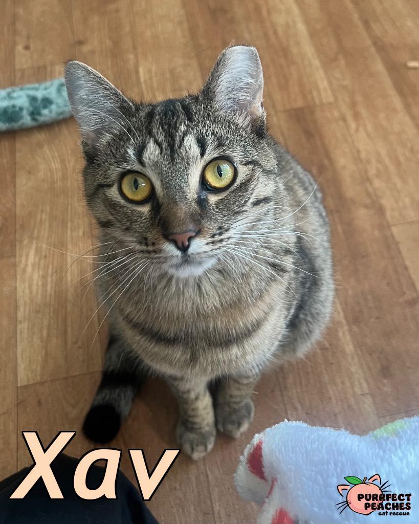 Enlarge Xav, a Adoptable mixed breed in Douglasville, GA image 3/5