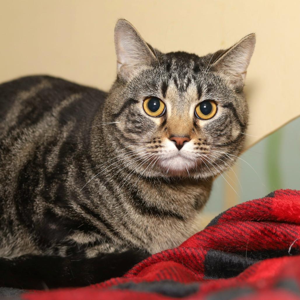 Twitchy, Adoptable, Adult Male Domestic Short Hair.