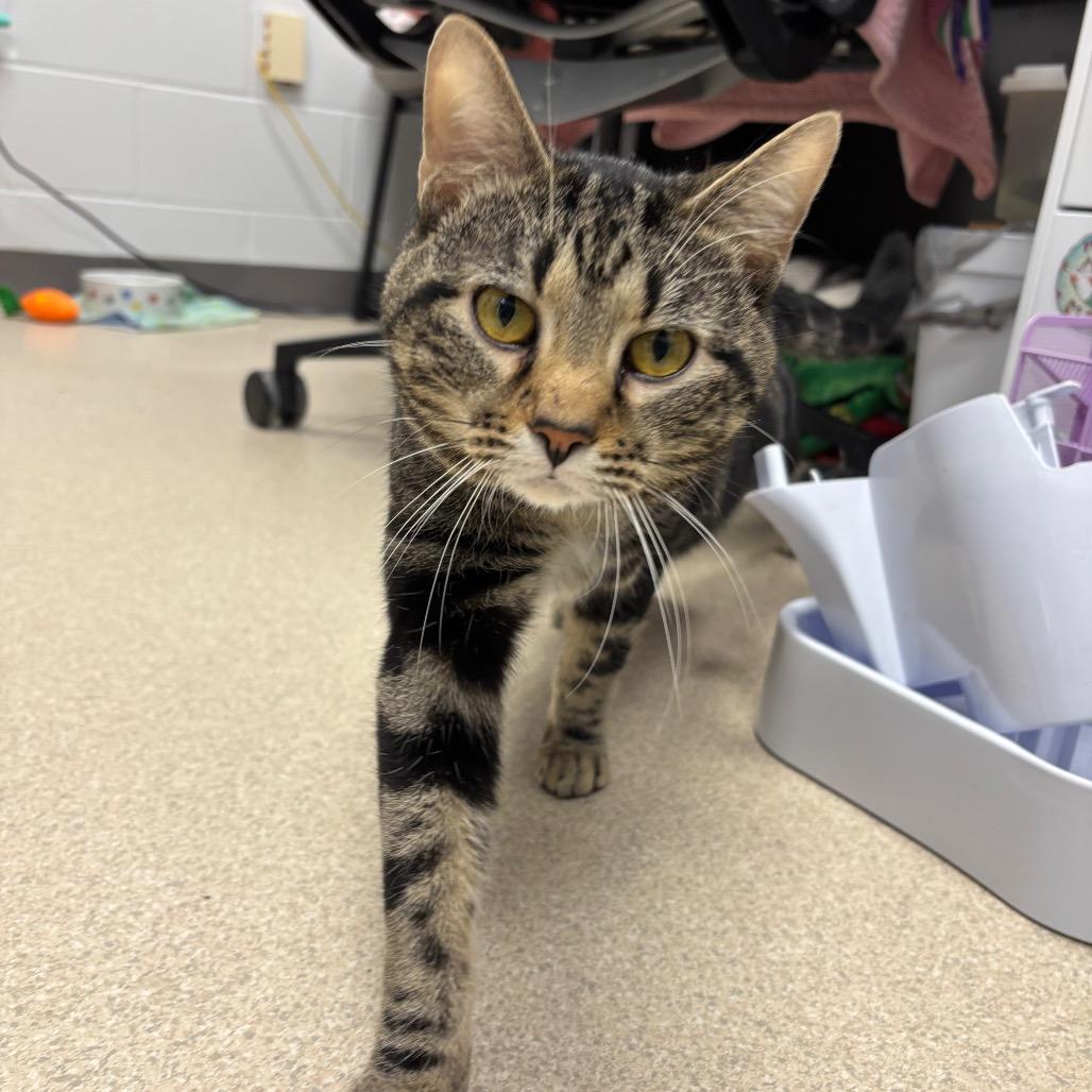 Enlarge Twitchy, a Adoptable Domestic Short Hair in Evansville, IN image 2/2