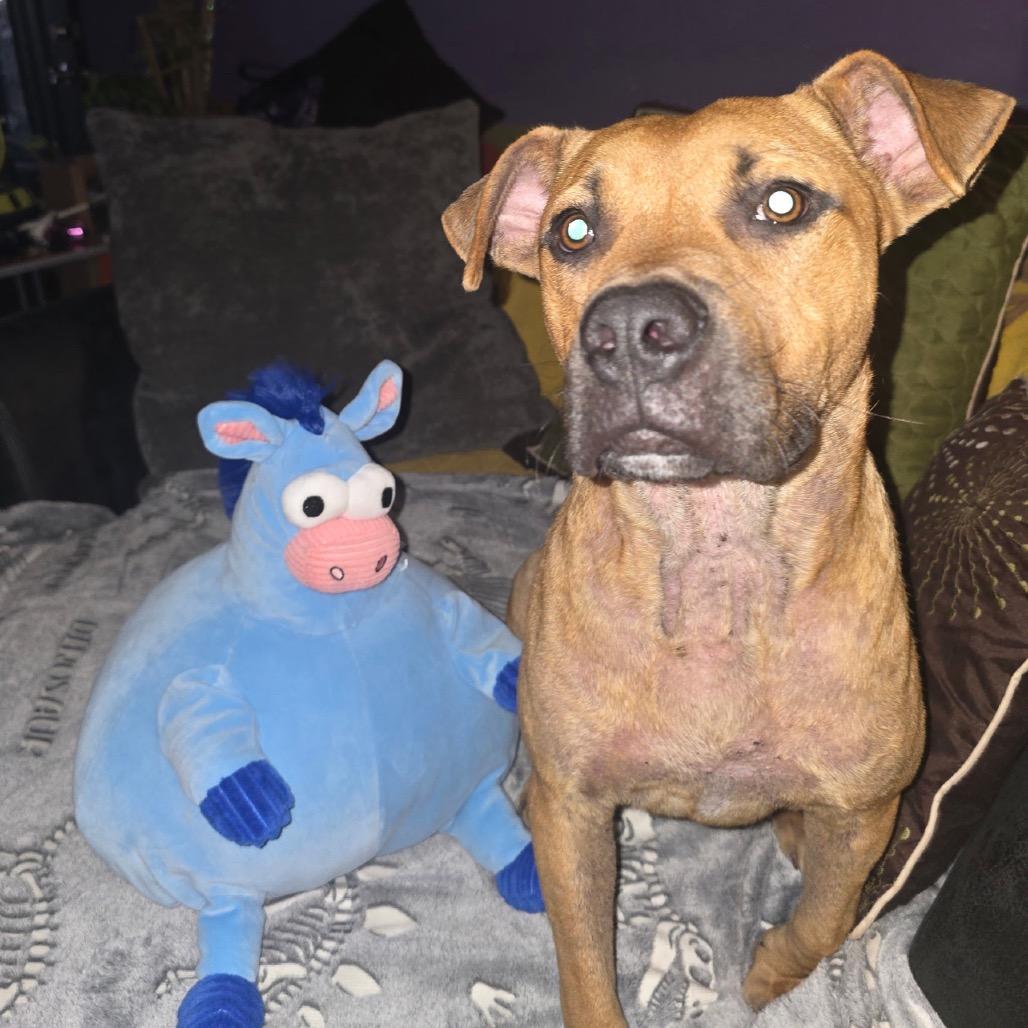 Texas, Adoptable, Adult Male Pit Bull Terrier.