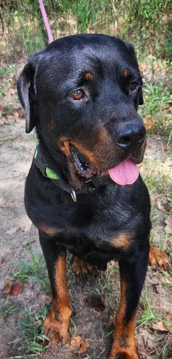 Enlarge Nico, a Adoptable Rottweiler in Polk, OH image 3/3