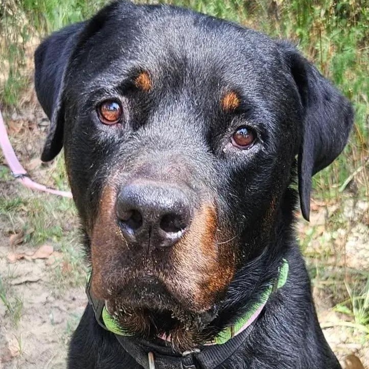 Enlarge Nico, a Adoptable Rottweiler in Polk, OH image 1/3