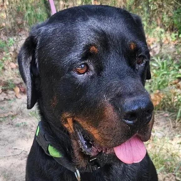 Enlarge Nico, a Adoptable Rottweiler in Polk, OH image 2/3