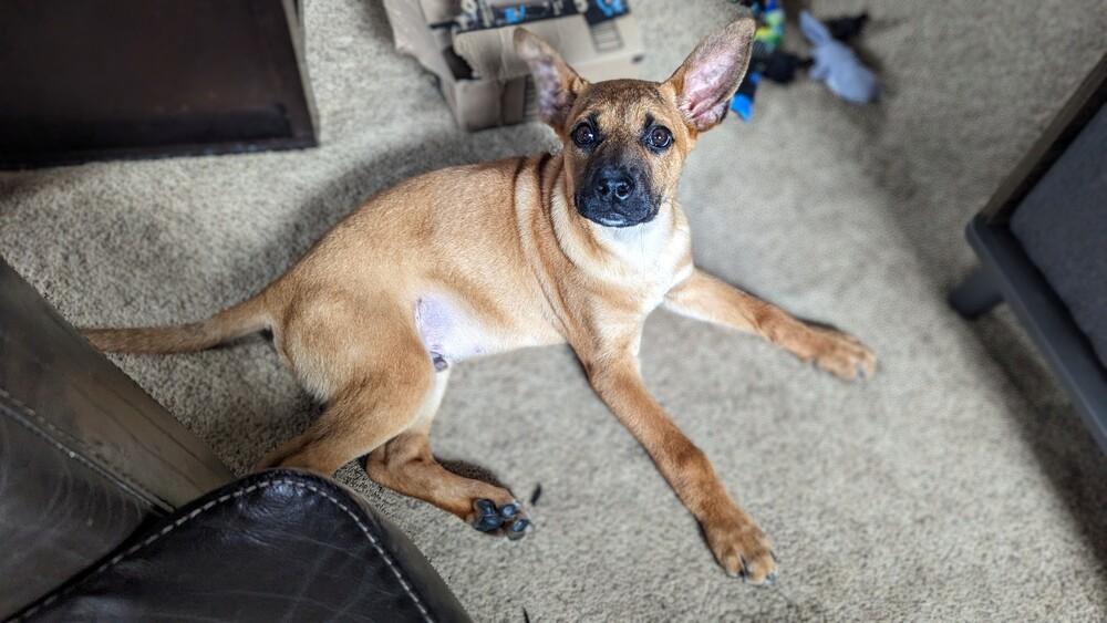Bouncin' Babies - Ben (NT 12/29/24 SD), Adopted, Puppy Male Belgian Shepherd / Malinois & Boxer.