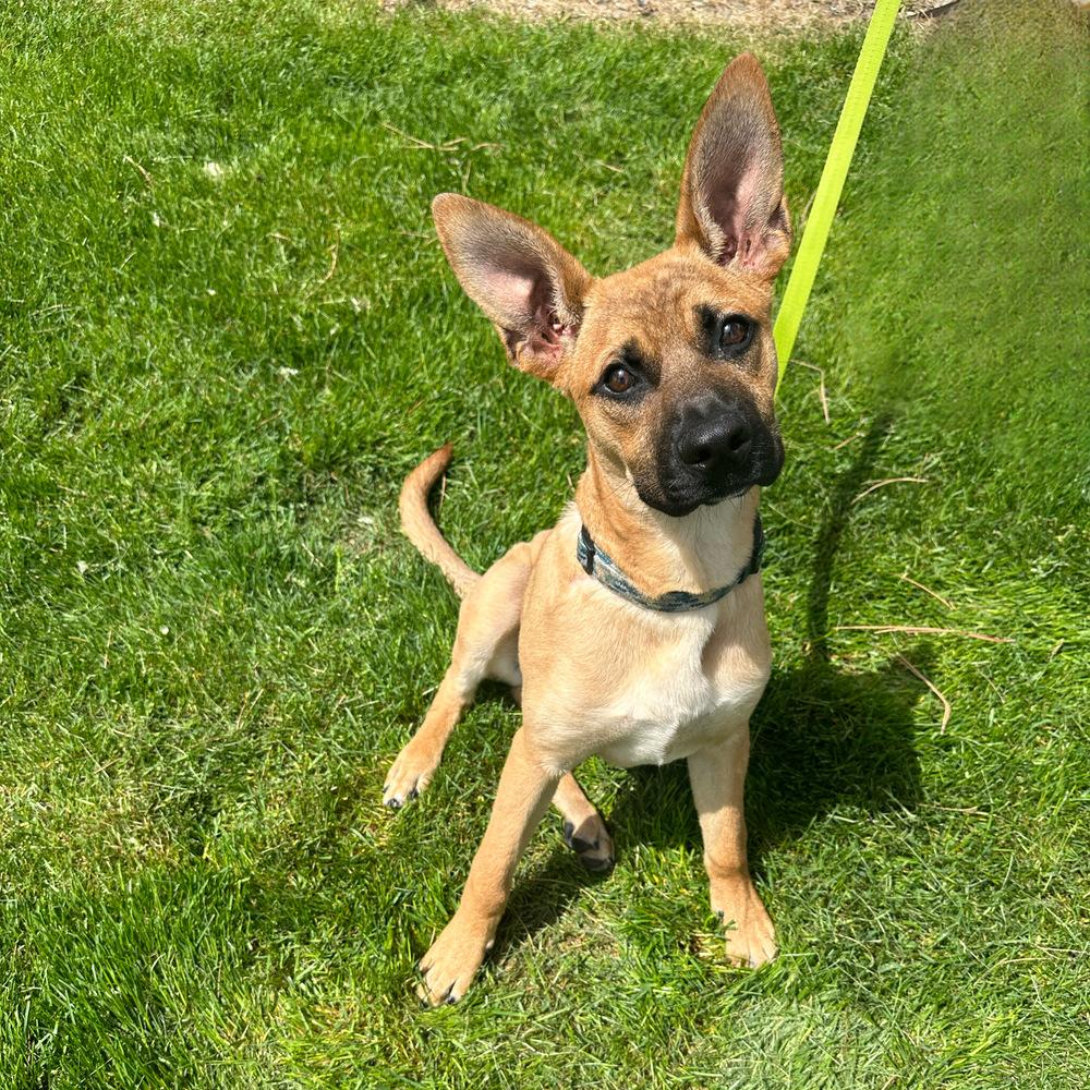 Bouncin' Babies - Ben (NT 12/29/24 SD), a Adopted mixed breed in Lakewood, CO image 1/6