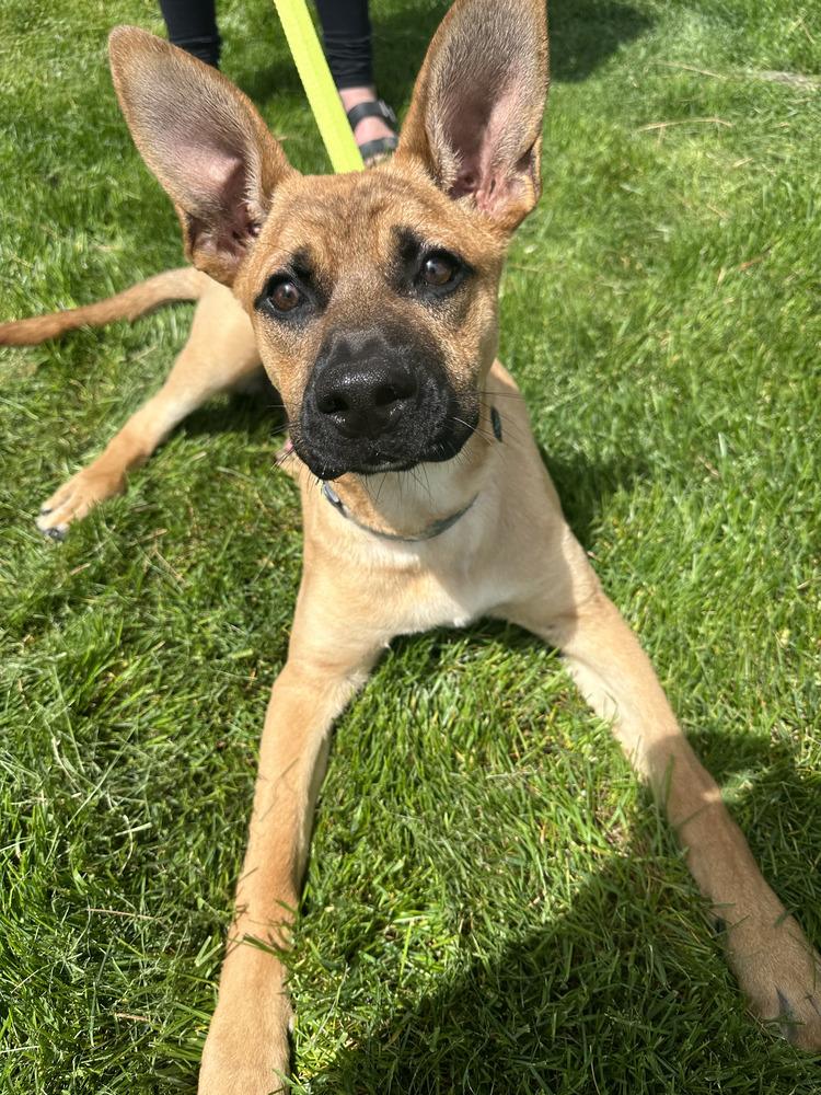 Bouncin' Babies - Ben (NT 12/29/24 SD), a Adopted mixed breed in Lakewood, CO image 3/6