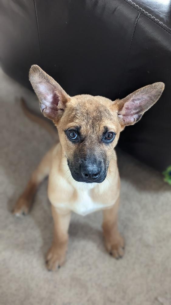 Enlarge Bouncin' Babies - Ben (NT 12/29/24 SD), a Adopted mixed breed in Lakewood, CO image 4/6