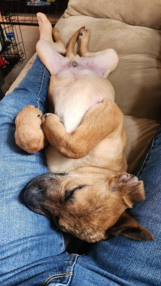 Enlarge Bouncin' Babies - Ben (NT 12/29/24 SD), a Adopted mixed breed in Lakewood, CO image 5/6