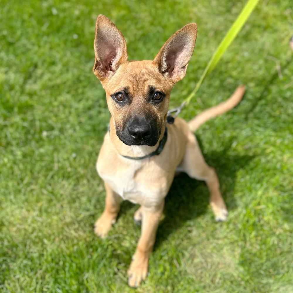 Bouncin' Babies - Ben (NT 12/29/24 SD), a Adopted mixed breed in Lakewood, CO image 5/6