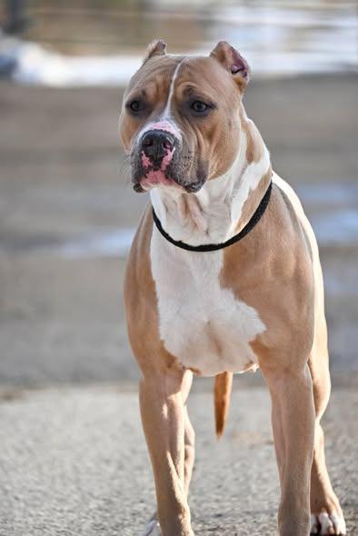 Darbie, Adoptable, Adult Female Pit Bull Terrier & Mixed Breed.