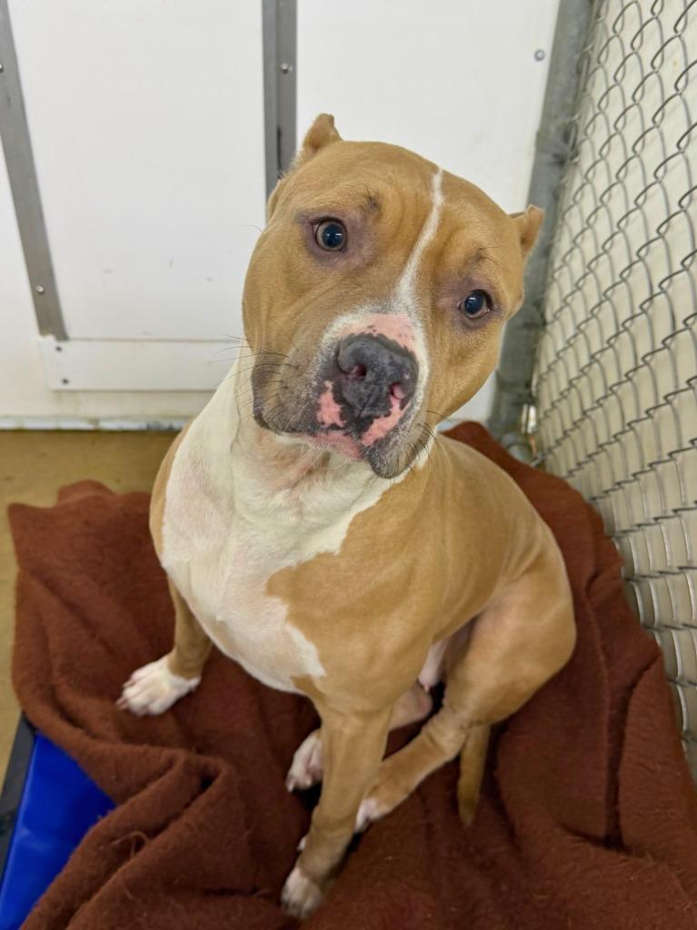 Darbie, Adoptable, Adult Female Pit Bull Terrier & Mixed Breed.