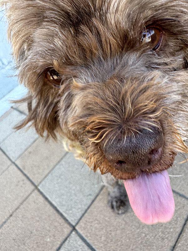 Enlarge Toblerone, an adopted mixed breed in Berkeley, CA image 3/6