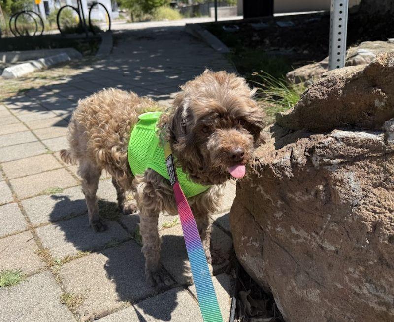 Enlarge Toblerone, an adopted mixed breed in Berkeley, CA image 5/6
