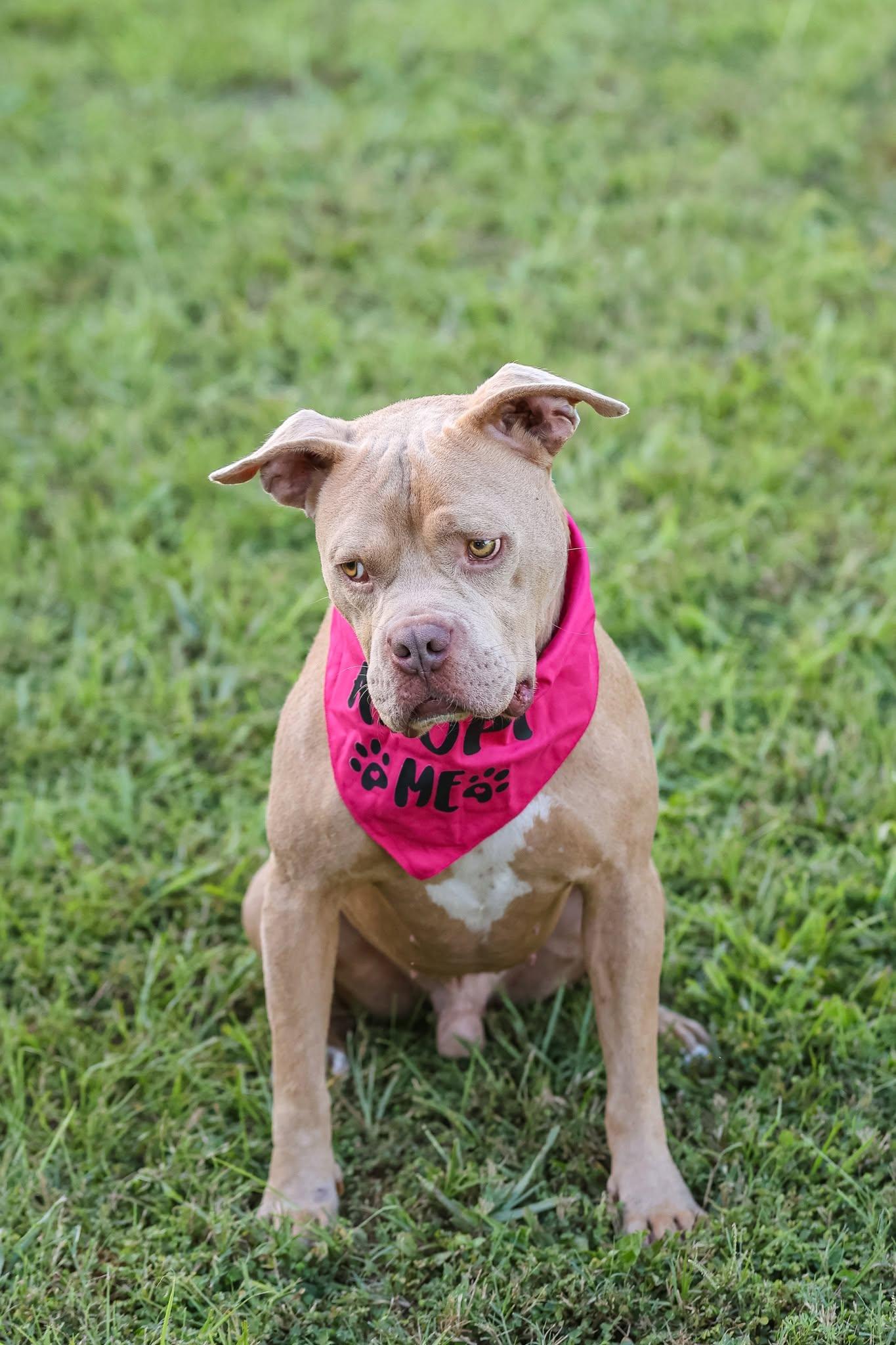 Rocky II, a Adoptable Mixed Breed in Gainesville, FL image 1/3
