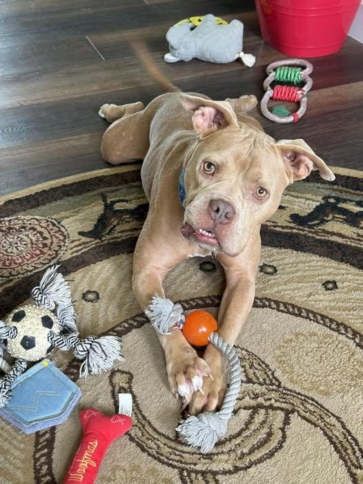 Enlarge Rocky II, a Adoptable Mixed Breed in Gainesville, FL image 1/2