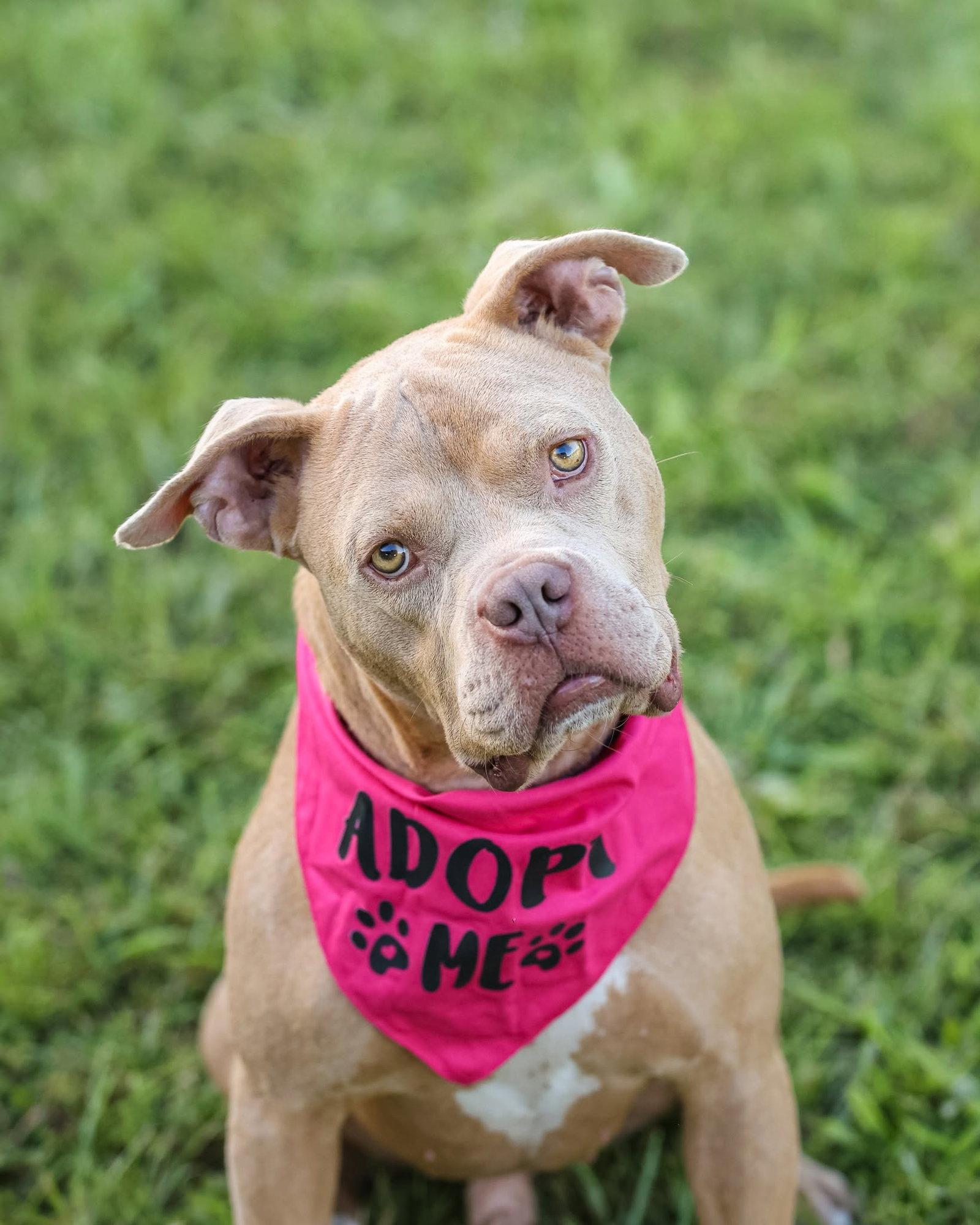 Rocky II, a Adoptable Mixed Breed in Gainesville, FL image 2/3