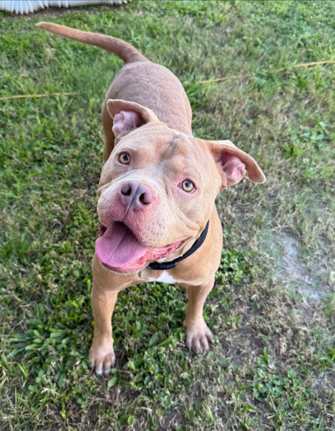 Enlarge Rocky II, a Adoptable Mixed Breed in Gainesville, FL image 2/2